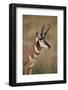 Pronghorn (Antilocapra Americana) Buck-James Hager-Framed Photographic Print