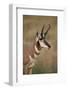 Pronghorn (Antilocapra Americana) Buck-James Hager-Framed Photographic Print