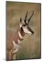 Pronghorn (Antilocapra Americana) Buck-James Hager-Mounted Photographic Print