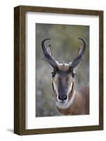 Pronghorn (Antilocapra Americana) Buck-James Hager-Framed Photographic Print