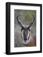 Pronghorn (Antilocapra Americana) Buck-James Hager-Framed Photographic Print