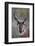 Pronghorn (Antilocapra Americana) Buck-James Hager-Framed Photographic Print