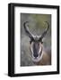 Pronghorn (Antilocapra Americana) Buck-James Hager-Framed Photographic Print