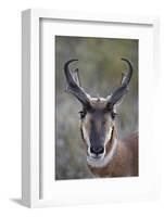 Pronghorn (Antilocapra Americana) Buck-James Hager-Framed Photographic Print
