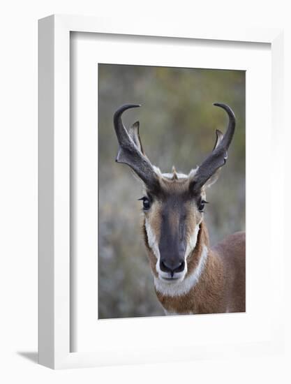 Pronghorn (Antilocapra Americana) Buck-James Hager-Framed Photographic Print