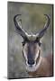 Pronghorn (Antilocapra Americana) Buck-James Hager-Mounted Photographic Print