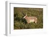 Pronghorn (Antilocapra Americana) Buck-James Hager-Framed Photographic Print