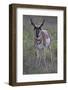 Pronghorn (Antilocapra Americana) Buck-James Hager-Framed Photographic Print