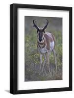 Pronghorn (Antilocapra Americana) Buck-James Hager-Framed Photographic Print