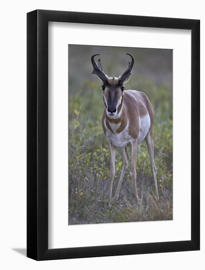 Pronghorn (Antilocapra Americana) Buck-James Hager-Framed Photographic Print