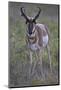 Pronghorn (Antilocapra Americana) Buck-James Hager-Mounted Photographic Print