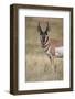 Pronghorn (Antilocapra Americana) Buck-James Hager-Framed Photographic Print