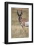 Pronghorn (Antilocapra Americana) Buck-James Hager-Framed Photographic Print