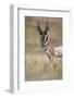 Pronghorn (Antilocapra Americana) Buck-James Hager-Framed Photographic Print