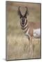 Pronghorn (Antilocapra Americana) Buck-James Hager-Mounted Photographic Print