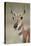 Pronghorn (Antilocapra Americana) Doe-James Hager-Stretched Canvas