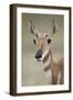 Pronghorn (Antilocapra Americana) Doe-James Hager-Framed Photographic Print