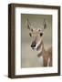 Pronghorn (Antilocapra Americana) Doe-James Hager-Framed Photographic Print