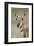 Pronghorn (Antilocapra Americana) Doe-James Hager-Framed Photographic Print