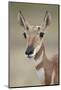 Pronghorn (Antilocapra Americana) Doe-James Hager-Mounted Photographic Print