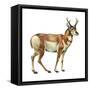 Pronghorn (Antilocapra Americana), Mammals-Encyclopaedia Britannica-Framed Stretched Canvas