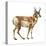 Pronghorn (Antilocapra Americana), Mammals-Encyclopaedia Britannica-Stretched Canvas