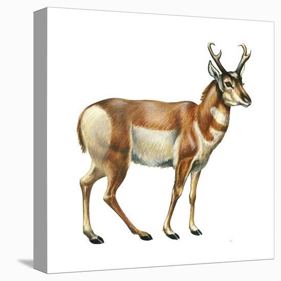 Pronghorn (Antilocapra Americana), Mammals-Encyclopaedia Britannica-Stretched Canvas