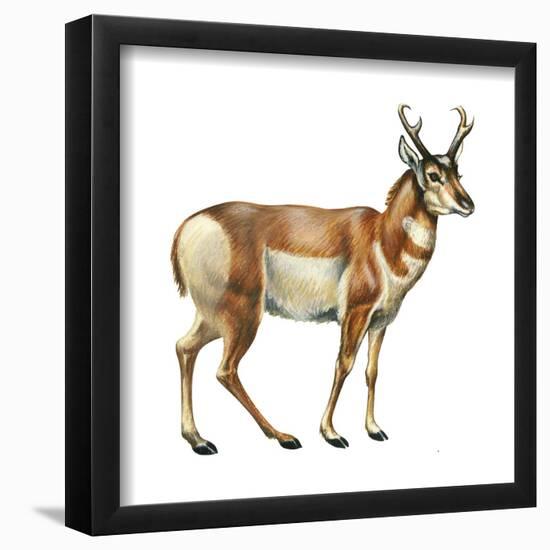 Pronghorn (Antilocapra Americana), Mammals-Encyclopaedia Britannica-Framed Poster