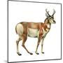 Pronghorn (Antilocapra Americana), Mammals-Encyclopaedia Britannica-Mounted Poster