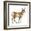 Pronghorn (Antilocapra Americana), Mammals-Encyclopaedia Britannica-Framed Art Print