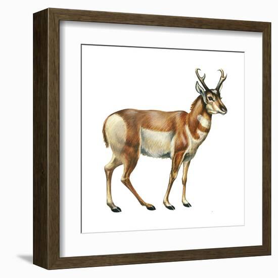 Pronghorn (Antilocapra Americana), Mammals-Encyclopaedia Britannica-Framed Art Print