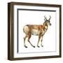 Pronghorn (Antilocapra Americana), Mammals-Encyclopaedia Britannica-Framed Art Print