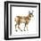 Pronghorn (Antilocapra Americana), Mammals-Encyclopaedia Britannica-Framed Art Print