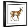 Pronghorn (Antilocapra Americana), Mammals-Encyclopaedia Britannica-Framed Art Print