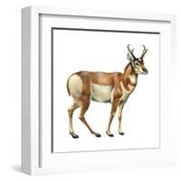 Pronghorn (Antilocapra Americana), Mammals-Encyclopaedia Britannica-Framed Art Print