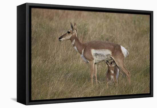 Pronghorn (Antilocapra Americana) Nursing-James Hager-Framed Stretched Canvas