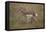 Pronghorn (Antilocapra Americana) Nursing-James Hager-Framed Stretched Canvas