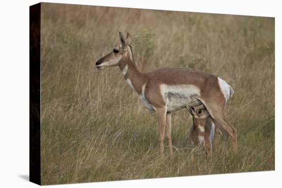 Pronghorn (Antilocapra Americana) Nursing-James Hager-Stretched Canvas