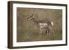 Pronghorn (Antilocapra Americana) Nursing-James Hager-Framed Photographic Print