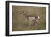 Pronghorn (Antilocapra Americana) Nursing-James Hager-Framed Photographic Print