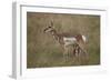 Pronghorn (Antilocapra Americana) Nursing-James Hager-Framed Photographic Print