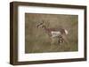 Pronghorn (Antilocapra Americana) Nursing-James Hager-Framed Photographic Print