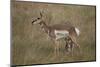 Pronghorn (Antilocapra Americana) Nursing-James Hager-Mounted Photographic Print