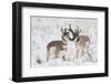 Pronghorn buck courting doe during autumn storm-Ken Archer-Framed Photographic Print