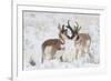 Pronghorn buck courting doe during autumn storm-Ken Archer-Framed Photographic Print