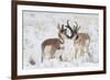 Pronghorn buck courting doe during autumn storm-Ken Archer-Framed Photographic Print