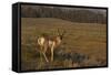 Pronghorn Buck, Lamar Valley, Yellowstone Nat'l Pk, UNESCO Site, Wyoming, USA-Peter Barritt-Framed Stretched Canvas