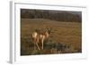 Pronghorn Buck, Lamar Valley, Yellowstone Nat'l Pk, UNESCO Site, Wyoming, USA-Peter Barritt-Framed Photographic Print