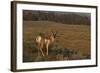 Pronghorn Buck, Lamar Valley, Yellowstone Nat'l Pk, UNESCO Site, Wyoming, USA-Peter Barritt-Framed Photographic Print