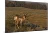 Pronghorn Buck, Lamar Valley, Yellowstone Nat'l Pk, UNESCO Site, Wyoming, USA-Peter Barritt-Mounted Photographic Print